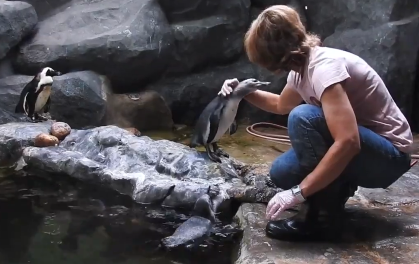 У пары южноафриканских пингвинов в Московском зоопарке вылупились птенцы. Видео