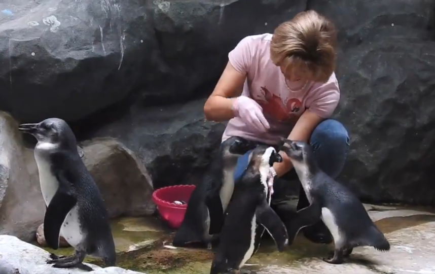 Скриншот /twitter.com/moscowzoo.