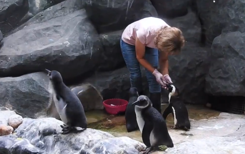 Скриншот /twitter.com/moscowzoo.