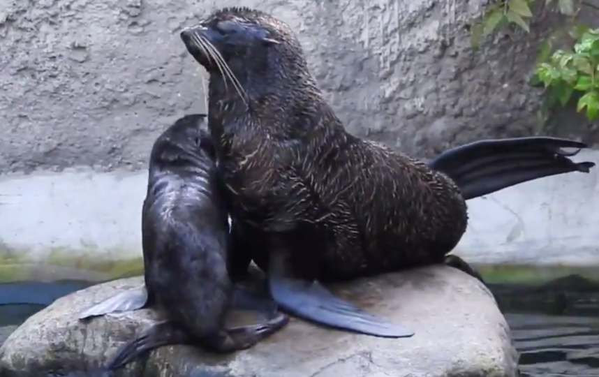 Скриншот twitter.com/moscowzoo.