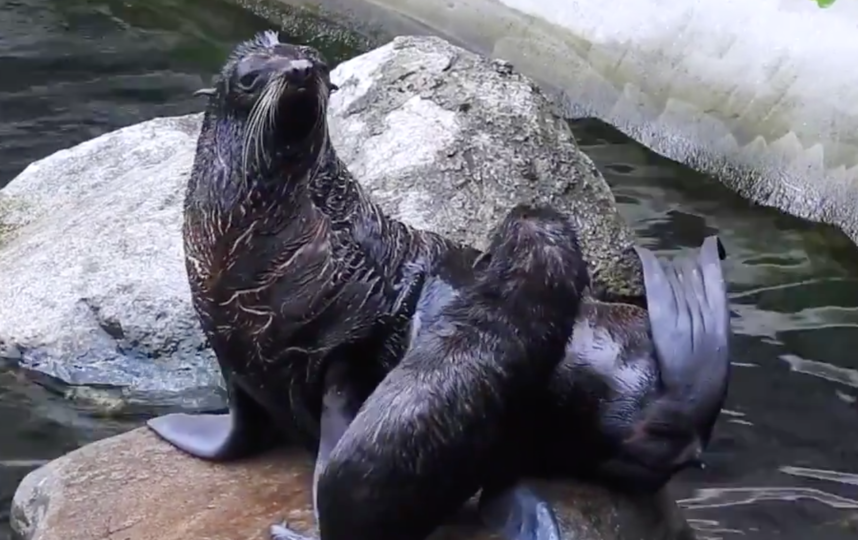 Скриншот twitter.com/moscowzoo.