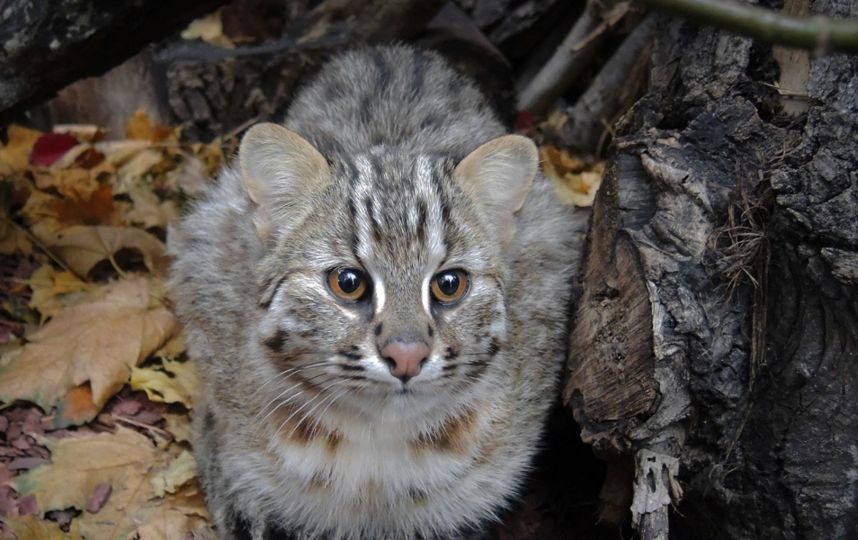 Скриншот twitter.com/moscowzoo.