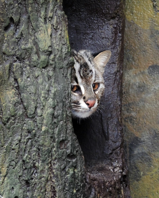 Скриншот twitter.com/moscowzoo.