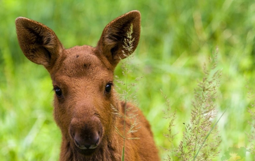 К людям этой весной выходят не только взрослые лоси, но и их детёныши. Фото elkisland.ru