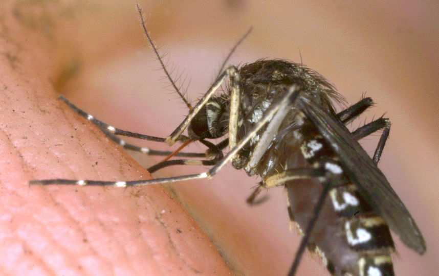 В 142 водоёмах Москвы нашли личинки малярийных комаров
