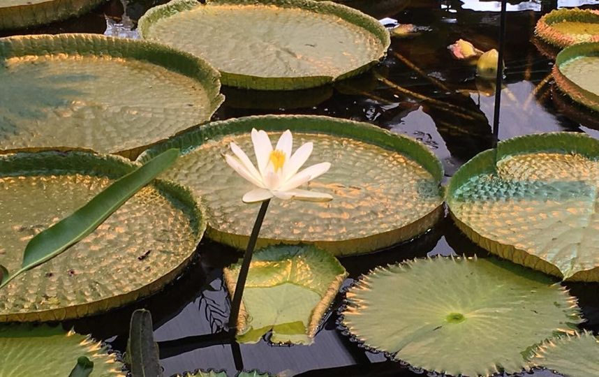 Виктория Амазонская. Фото пресс-служба "Аптекарского огорода"