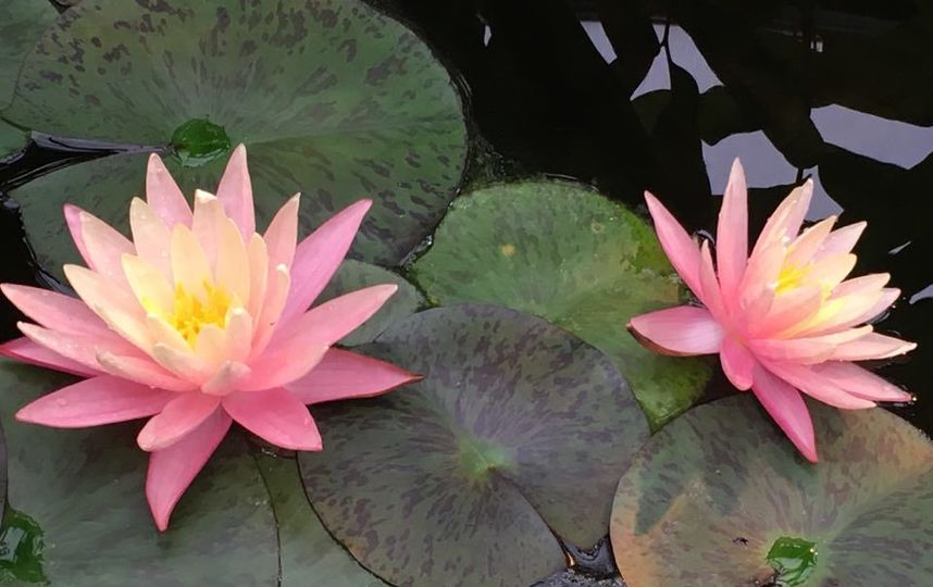 Виктория Амазонская. Фото пресс-служба "Аптекарского огорода"