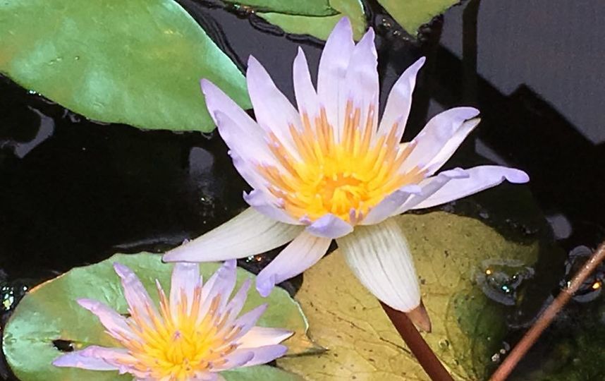 Виктория Амазонская. Фото пресс-служба "Аптекарского огорода"