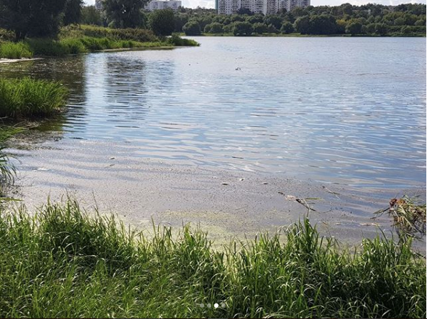 В Царицынских прудах в Москве из-за жары массово гибнет рыба