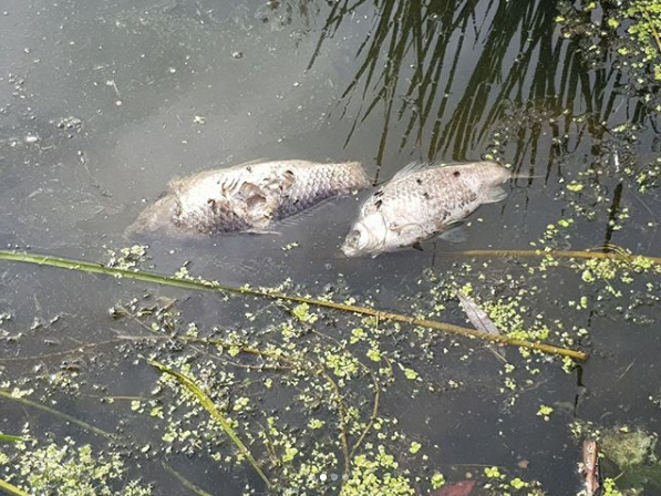 Скриншот instagram.com/birulevolife/?hl=ru.