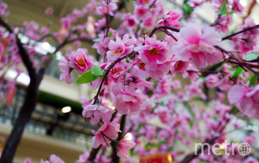 Вишнёвый сад в центре зимней Москвы. Фото Василий Кузьмичёнок, "Metro"