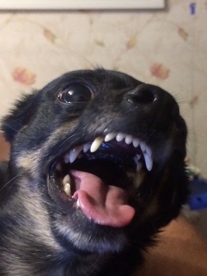 Это Чарли он же Чакушка,русский той терьер.Очень очень зол когда не дают сладкое. Фото Марина