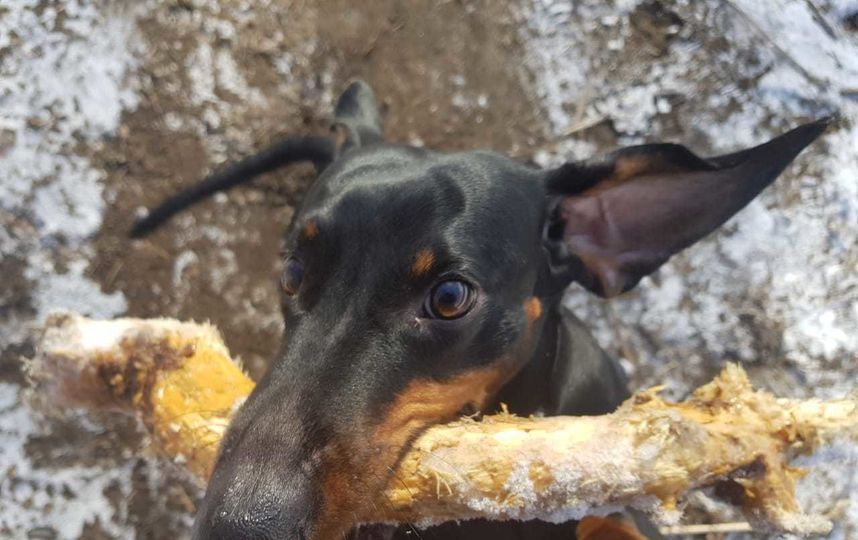 Нашего любимца зовут Кузя. Это наша такса, самый добрый и умный пёс. Фото Наталья