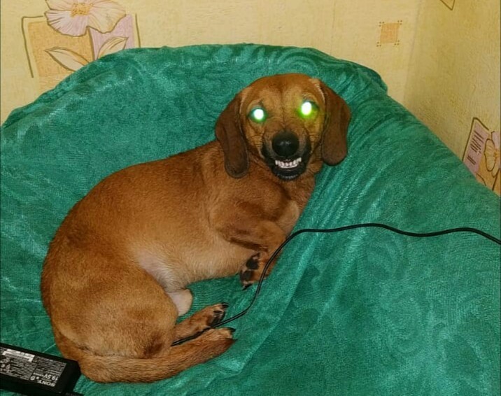 Нашу таксу по кличке Шанс любят все дети,но когда это фото увидел мой младший сын ,он его не узнал и очень испугался,сказав ,что это собака из преисподней. Фото Елена