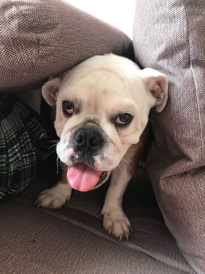 Привет вам от нашей Жанет! Мы очень ласковые и пугливые. Боимся воздушных шариков и ветра. Фото Дарья