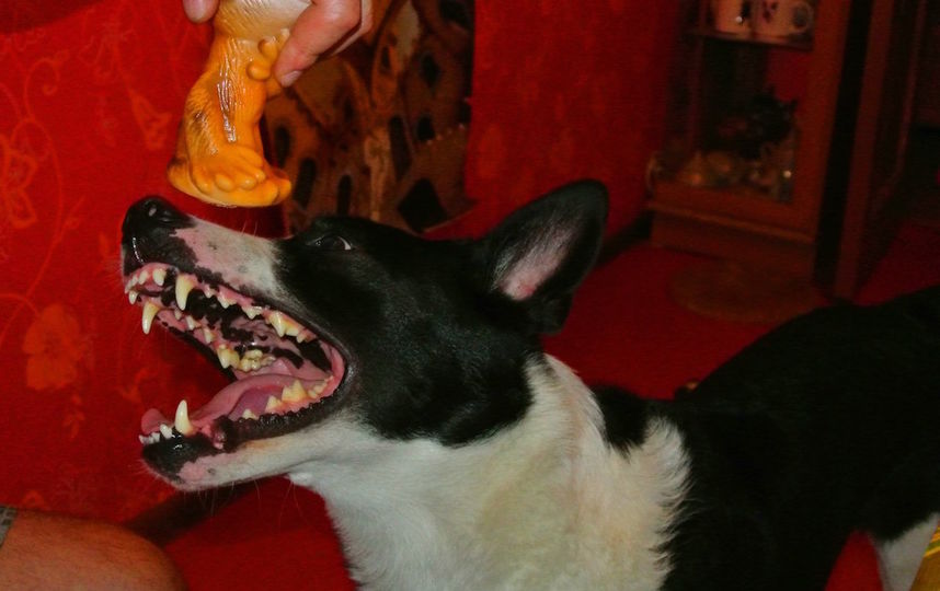 Нашего питомца зовут Иртыш (в честь русской реки). Ему 11 лет, он "двортерьер". Мы его подобрали у метро в месячном возрасте. Он очень дружелюбный, активный (не по годам), интересующийся. А еще он очень эмоциональный, особенно во время игр. Фото Анастасия и Александр