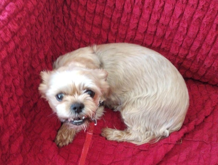 Это Франческа. Она злючка-колючка. Считает диван своей собственностью и никому не даёт на него садиться. Фото Наталья