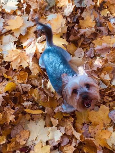 Это йоркширский терьер -девочка по имени Маня.Милое, доброе и доверчивое создание..Очень её люблю. Фото Роман