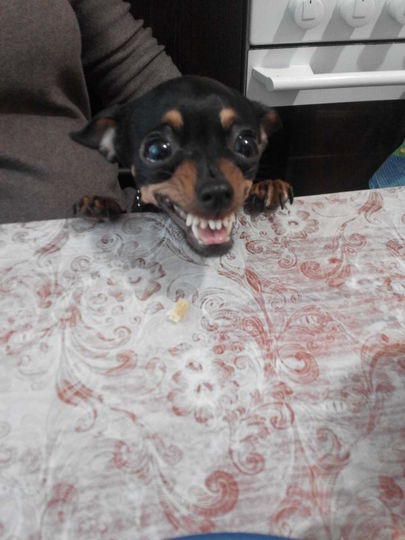 Это наша собака Моря русский той терьер,на данный момент ей уже 5 лет,она очень добрая,но когда дело касается игрушек она скалится. Фото Ольга