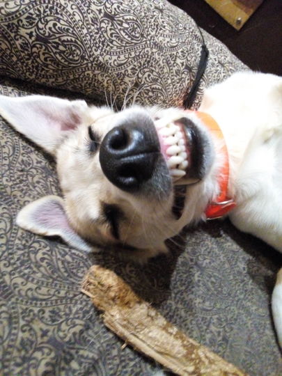 Это наша Капиталина,Капочка. Подобрали на улице 2 года назад. Еще ходить не умела.Сейчас любимый член семьи, дружит с нашим кошачьим семейством. Фото Надежда