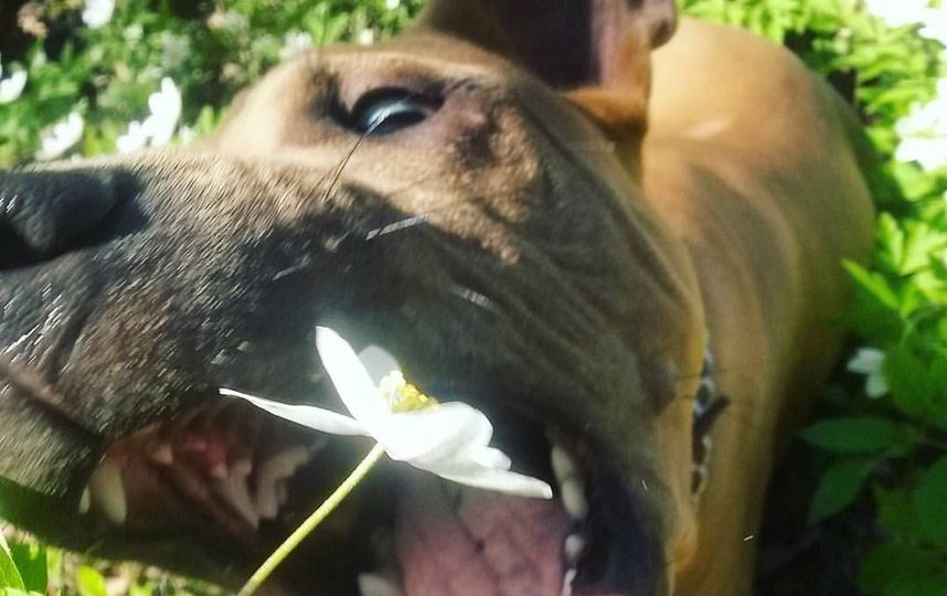 Тайский риджбек Майар, 3 года. Фото Анастасия