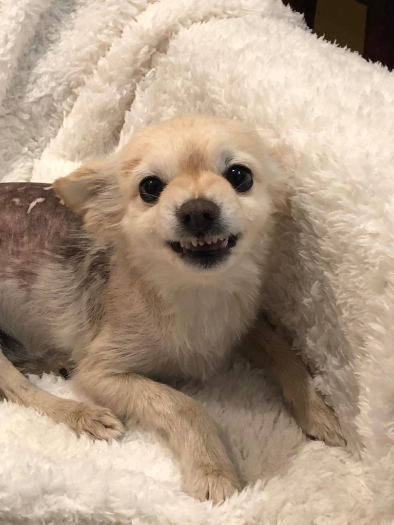 Ирбис Баскервилей, потомственный аристократ, гроза... много кого гроза. Фото Екатерина