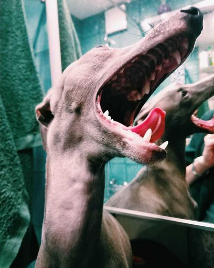 Собаку породы левретка зовут Фаруня. Очень тоненькая. ласковая собака, но иногда выглядит устрашающе. Фото Ирина