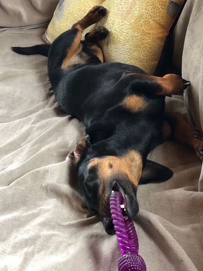 Это такса, зовут его Бенджамин, мы зовем его просто "Беня", "Бенька". Беньке 2 года, это гиперактивный пес, если с ним играть без перерыва, он будет делать это пока не упадет от усталости, или не уснет. Что собственно и произошло на этом фото - сначала он играл, а потом резко обессилел и просто уснул с игрушкой в зубах. Фото Ирина