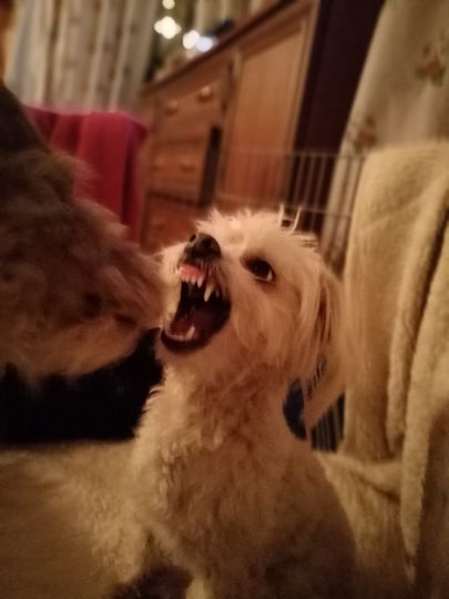 Это наш любимец Платоша! Очень милый мальчик, но в гневе он очень страшен! Фото Елена