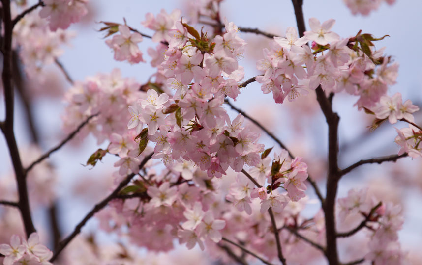 Сакура. Фото Василий Кузьмичёнок