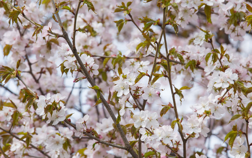 Сакура. Фото Василий Кузьмичёнок