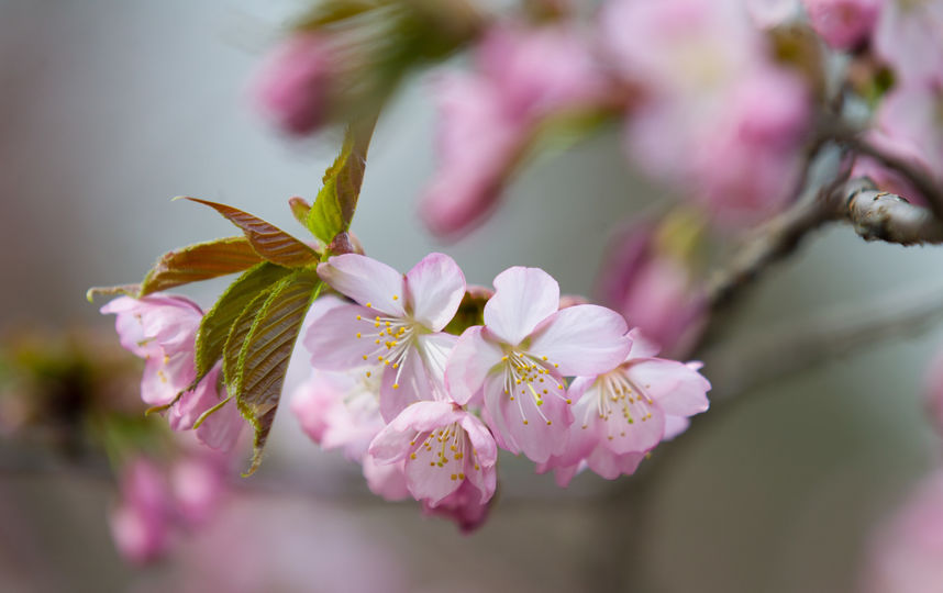 В московском саду зацвела сакура