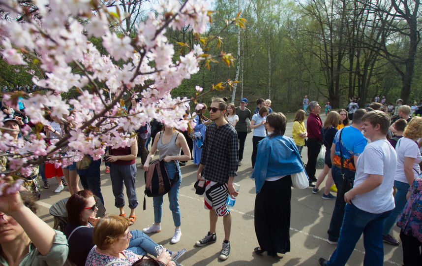 Сакура. Фото Василий Кузьмичёнок