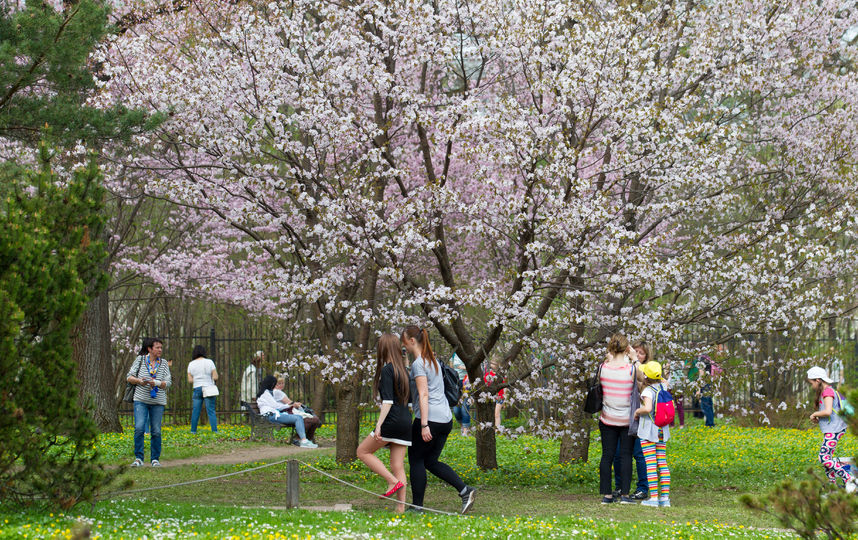 Сакура. Фото Василий Кузьмичёнок
