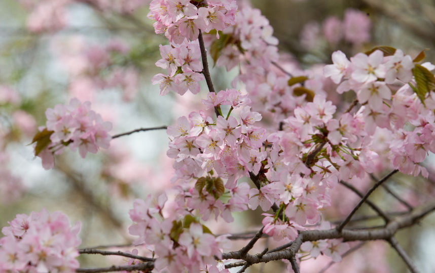 Сакура. Фото Василий Кузьмичёнок