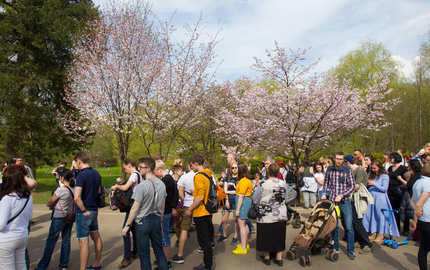 Сакура. Фото Василий Кузьмичёнок