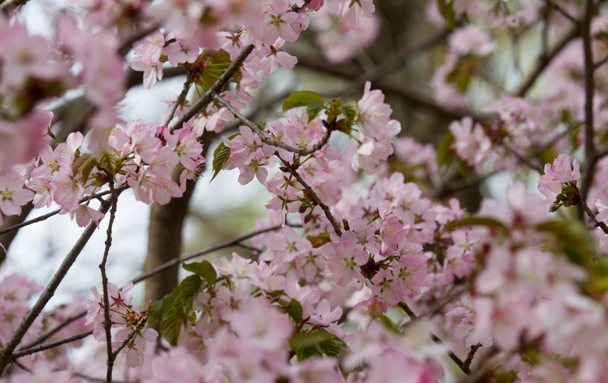 Сакура. Фото Василий Кузьмичёнок