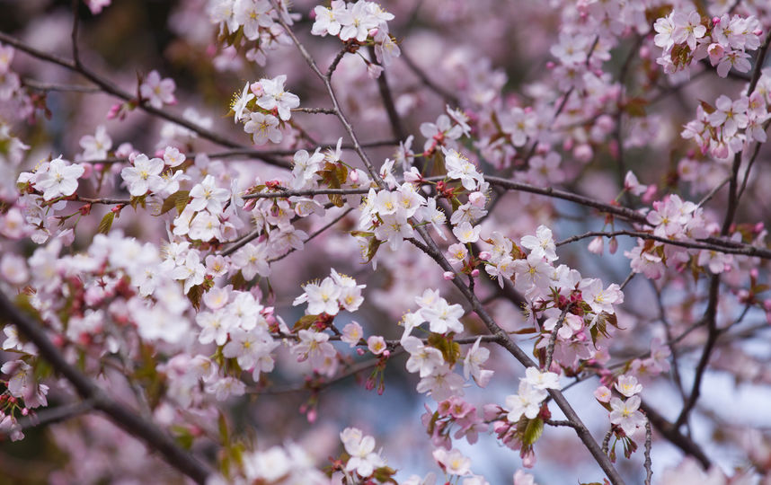 Сакура. Фото Василий Кузьмичёнок