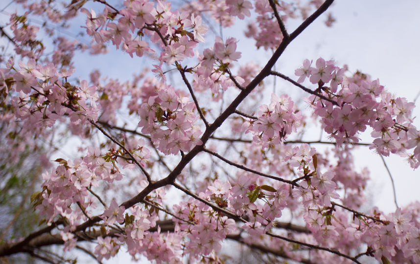 Сакура. Фото Василий Кузьмичёнок