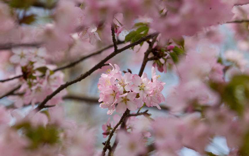 Сакура. Фото Василий Кузьмичёнок