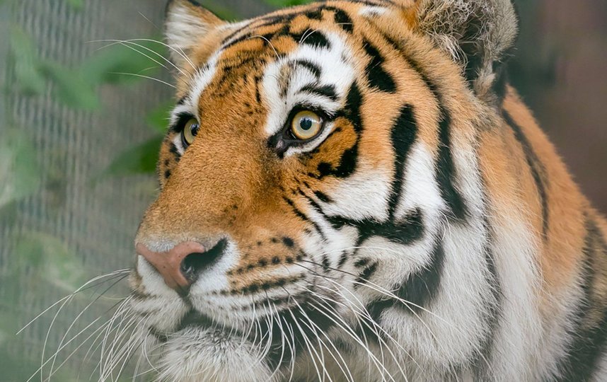 Амурские тигры — очень редкие, уникальные животные. Фото mos.ru