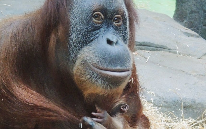 Этот вид занесён в Международную Красную книгу как близкий к угрозе исчезновения. Фото mos.ru