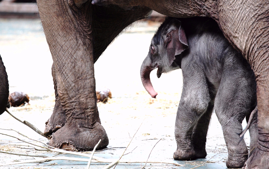Слоник. Фото mos.ru