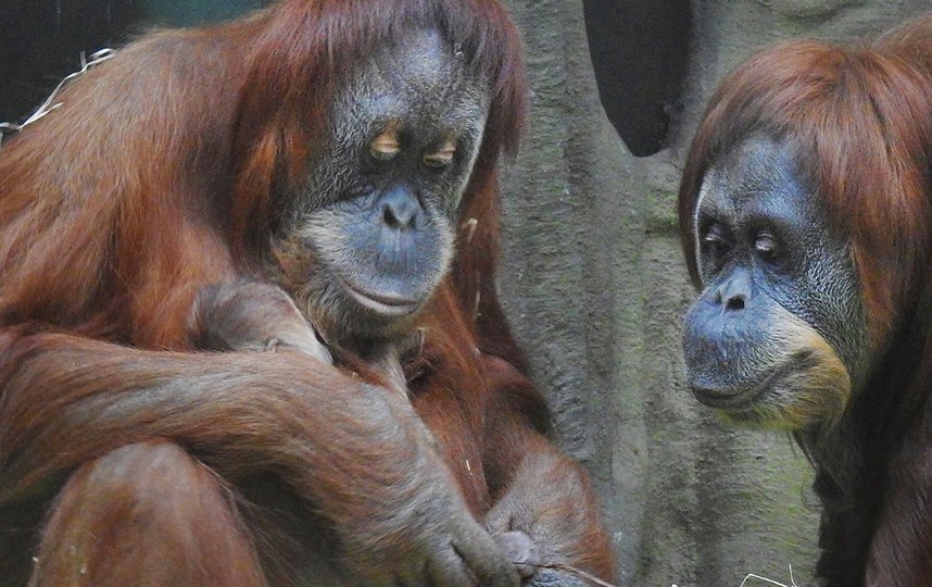 В Московском зоопарке родился редкий орангутан