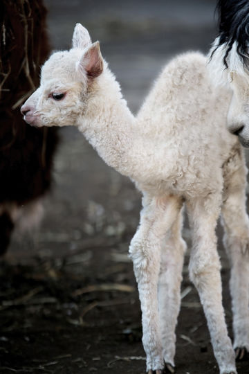 Детеныш альпака. Фото предоставлено Московским зоопарком
