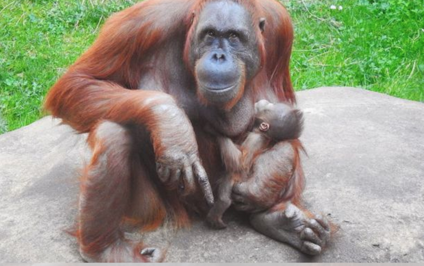 В Московском зоопарке родился борнейский орангутан. Малыша сняли на видео