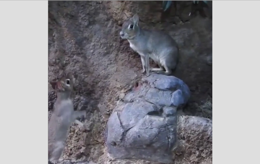 Детёныши чакоанской мары. Фото скриншот: instagram.com/moscow_zoo_official/