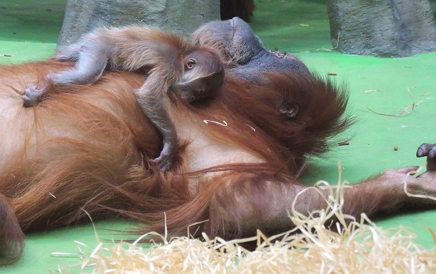 Этот вид занесён в Международную Красную книгу как близкий к угрозе исчезновения. Фото mos.ru