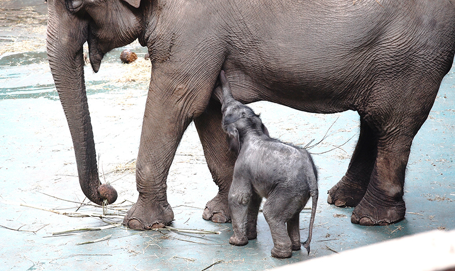 В Московском зоопарке родился 90-килограммовый малыш