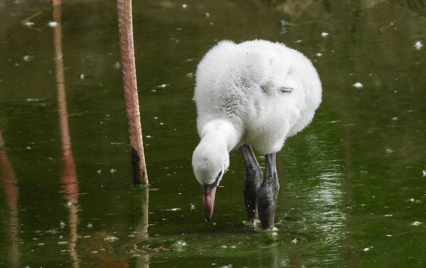 Понаблюдать за тем, как маленькие фламинго исследуют окружающий мир, можно на старой территории зоосада у Большого пруда. Фото mos.ru